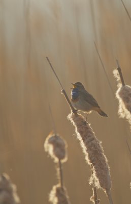 Blauwborst/Bluethroat