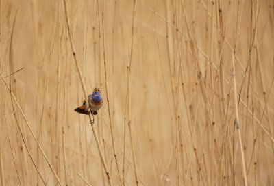 Blauwborst/Bluethroat
