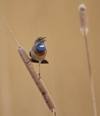 Blauwborst/Bluethroat
