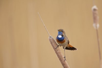 Blauwborst/Bluethroat