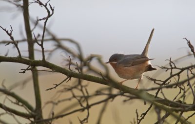 (Westelijke) Baardgrasmus/Subalpine Warbler