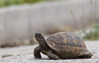 Moorse Landschildpad/Spur-thighed Tortoise