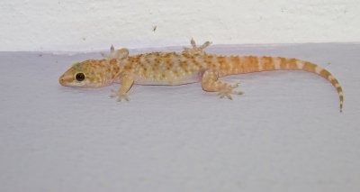 Europese tjitjak/Turkish Gecko