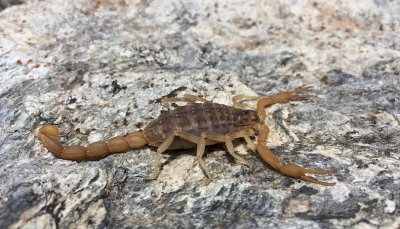 Schorpioen/Scorpion