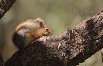Kaukasuseekhoorn/Caucasian Squirrel