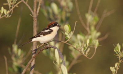 Roodkopklauwier/Woodchat Shrike