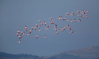 Flamingo/Flamingo