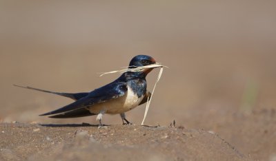 Boerenzwaluw/Barn Swallow