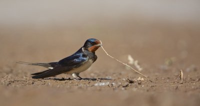 Boerenzwaluw/Barn Swallow