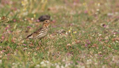 Roodkeelpieper/Red-throated Pipit