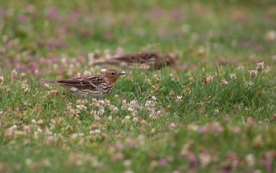 Roodkeelpieper/Red-throated Pipit