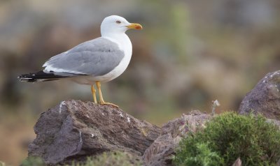Geelpootmeeuw/Yellow-legged Gull