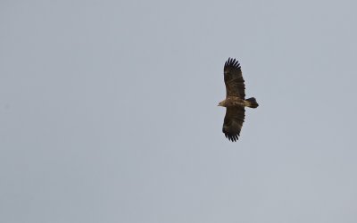 Schreeuwarend/Lesser Spotted Eagle