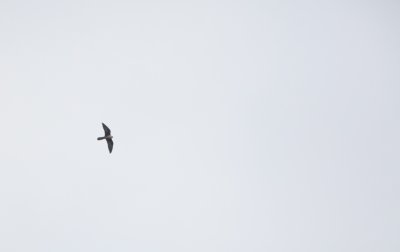 g9/41/907041/3/163269304.s3Xngxgh.jpg