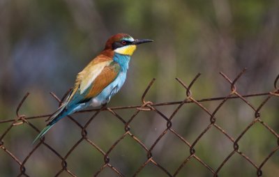 Bijeneter/Bee-eater