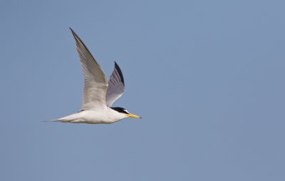 Dwergstern/Little Tern