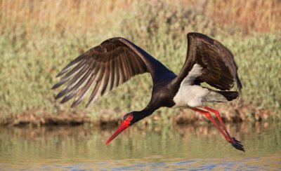 Zwarte Ooievaar/Black Stork