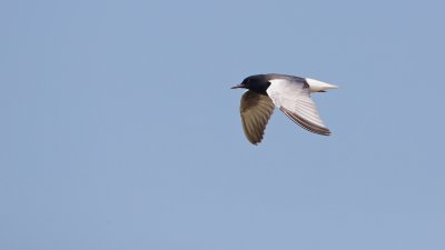 Witvleugelstern/White-winged black Tern