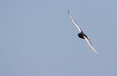 Witvleugelstern/White-winged black Tern