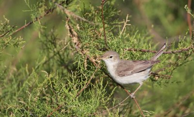 Oostelijke Vale Spotvogel/Eastern Olivaceous Warbler