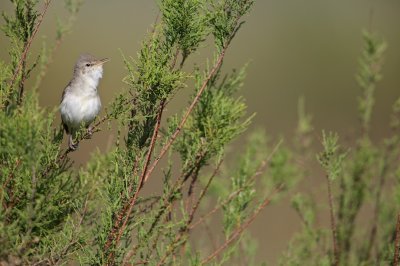 Oostelijke Vale Spotvogel/Eastern Olivaceous Warbler