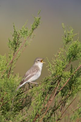 Oostelijke Vale Spotvogel/Eastern Olivaceous Warbler