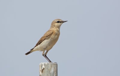 Izabeltapuit/Isabelline Wheatear