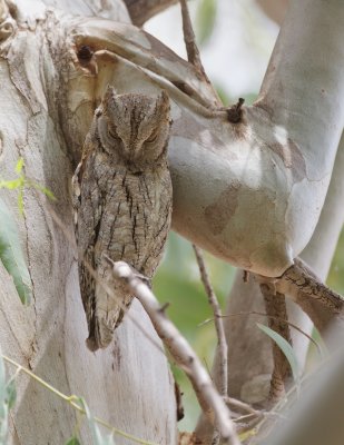 Dwergooruil/Scops Owl