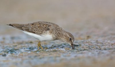 Temminck's Strandloper/Temminck's Stint