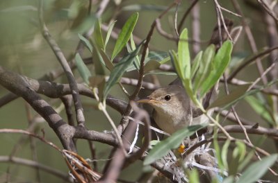 Griekse Spotvogel/Olive-tree Warbler