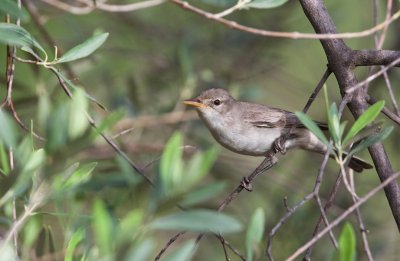 Griekse Spotvogel/Olive-tree Warbler