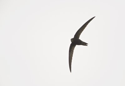 Gierzwaluw/Common Swift