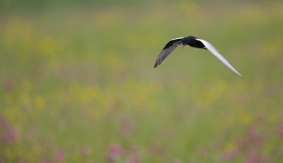 Witvleugelstern/White-winged black Tern