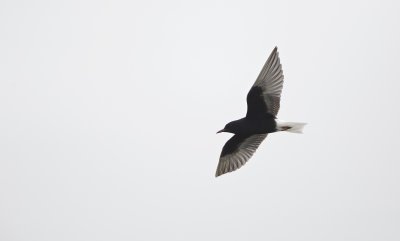 Witvleugelstern/White-winged black Tern