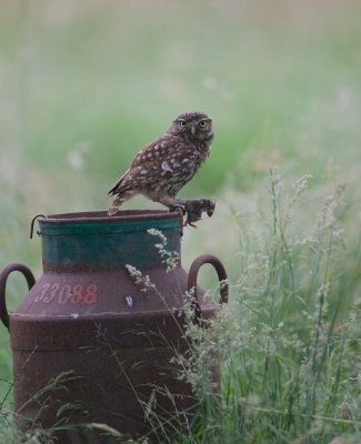 Steenuil/Little Owl