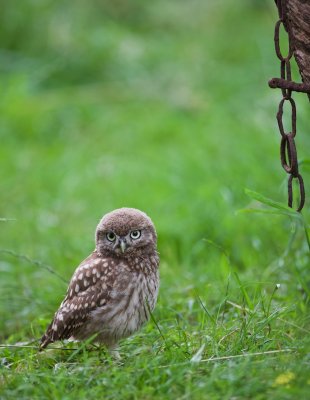 Steenuil/Little Owl