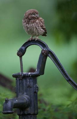 Steenuil/Little Owl