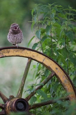 Steenuil/Little Owl