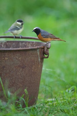 Gekraagde Roodstaart/Redstart