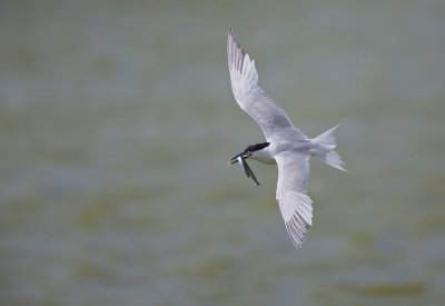 Grote Stern/Sandwich Tern