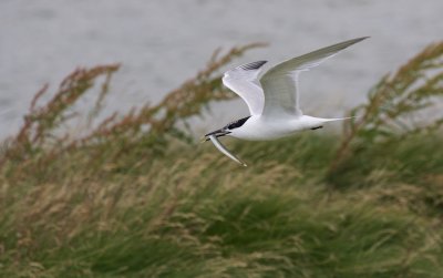 Grote Stern/Sandwich Tern