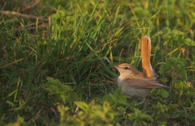 Westelijke Rosse Waaierstaart/Rufous Bush Robin