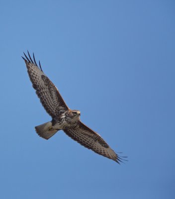 Buizerd/Buzzard