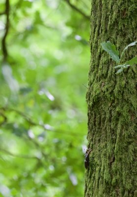 Vliegend Hert/Stag Beetle