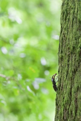 Vliegend Hert/Stag Beetle