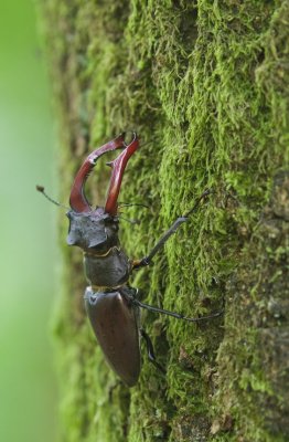 Vliegend Hert/Stag Beetle