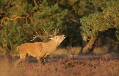 Edelhert/Red Deer