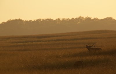 Edelhert/Red Deer