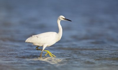 Kleine Zilverreiger/Little Egret