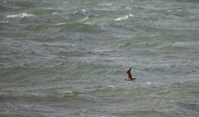 Grote Jager/Great Skua